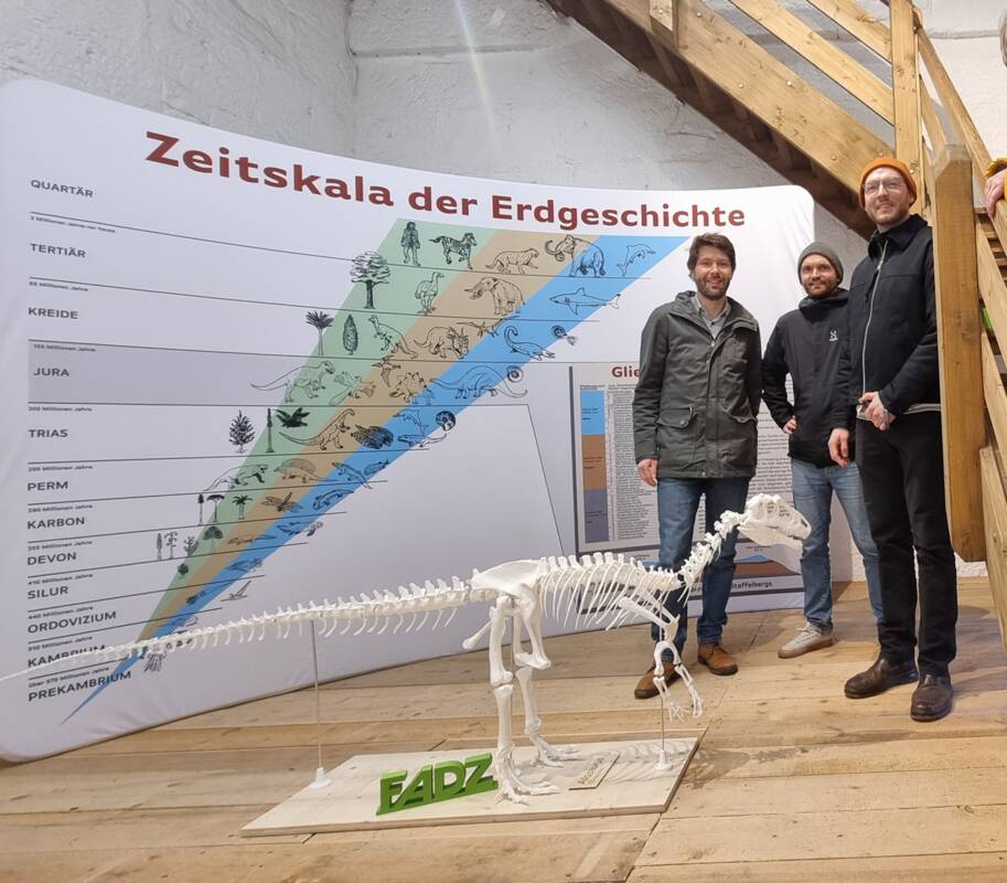 Skelett-Replik eines Allosaurus