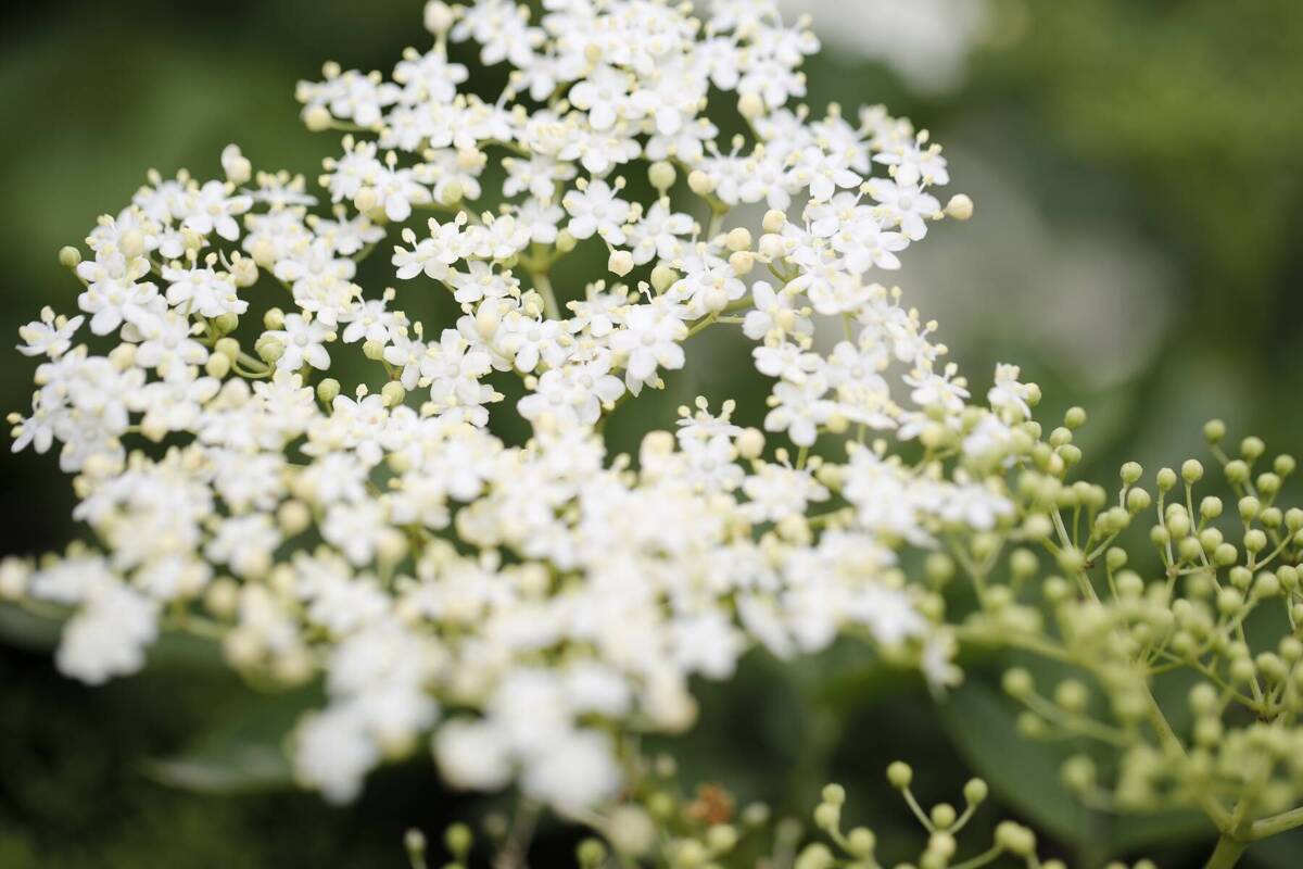Holunderblüten